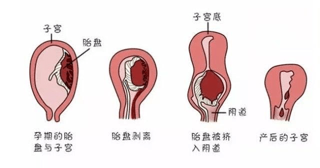 四个月的子宫，生命的奇妙旅程