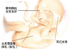 胎儿五个月多重，发育阶段与体重增长解析