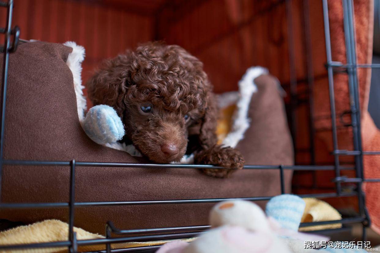 母泰迪犬的发情期及其相关注意事项